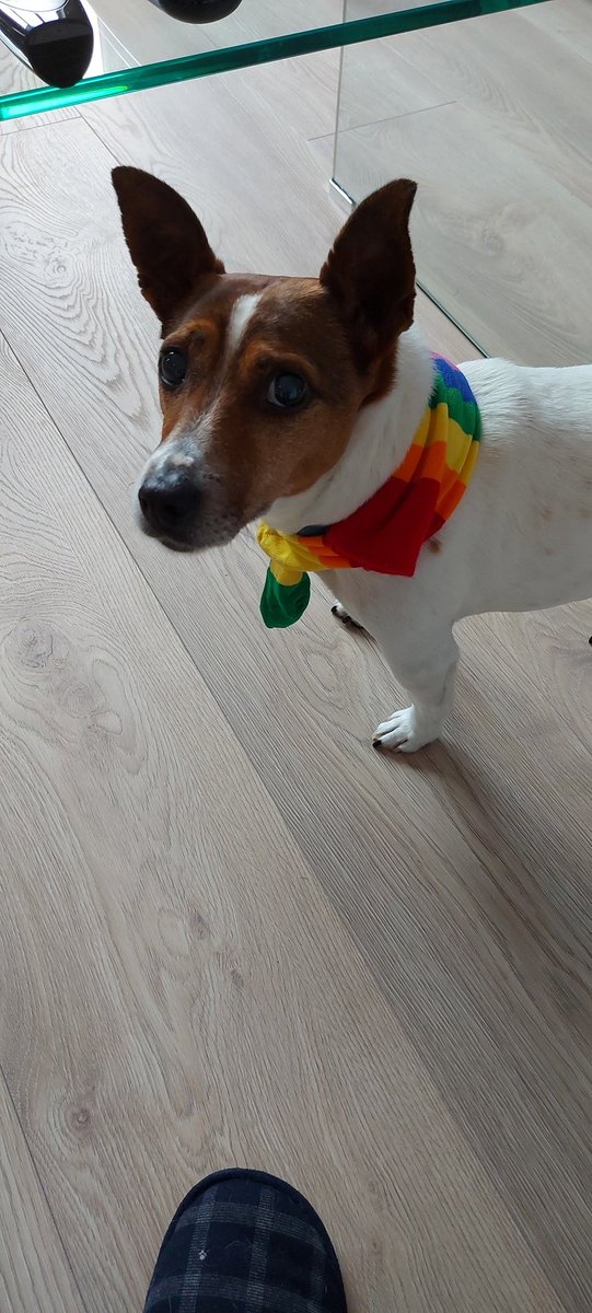 seaniewalshe's tweet photo. Tyson says gay rights.
#celebratediversity #gayrights #gaypride #dublinpride #adoptdontshop https://t.co/u8HAqOhXRK