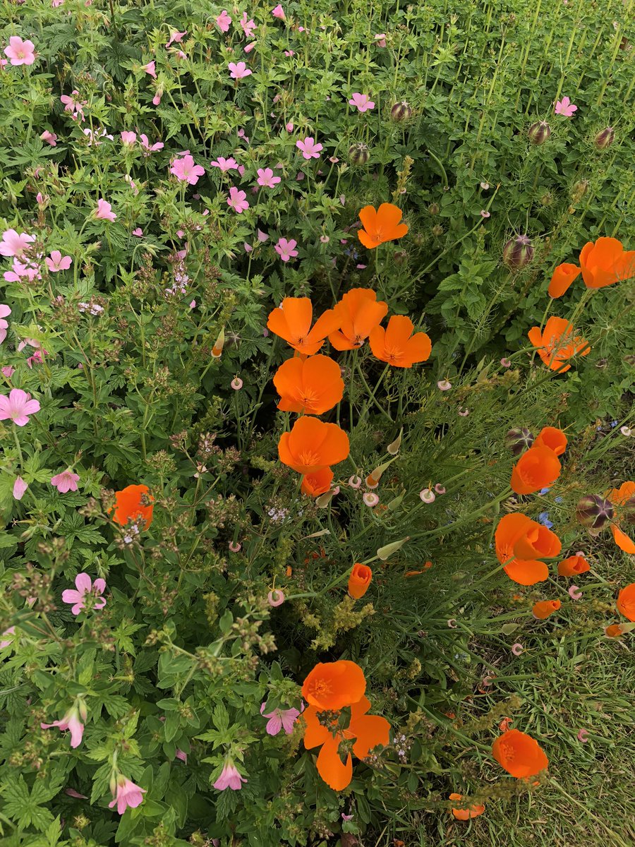 The weather is fine and we are ready to welcome you to our Open Garden, today - 2-5 at Orchard House, Deep Dene Park, St Leonards, Exeter, EX2 4PH. Parking in County Hall and access through the back gate in Veitch Close. 
Admission: by donation. All proceeds to go to <a href="/Hospiscare/">Hospiscare</a>.