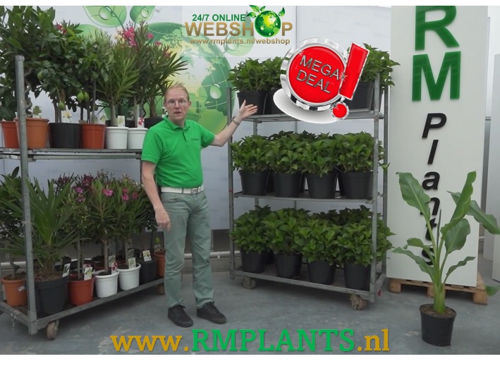 RMPlants's tweet photo. De nieuwe Promo's, MegaDeal en Specials voor week 26-27 staan weer online.
https://t.co/qA37MDJATT https://t.co/hgknPUhZVE