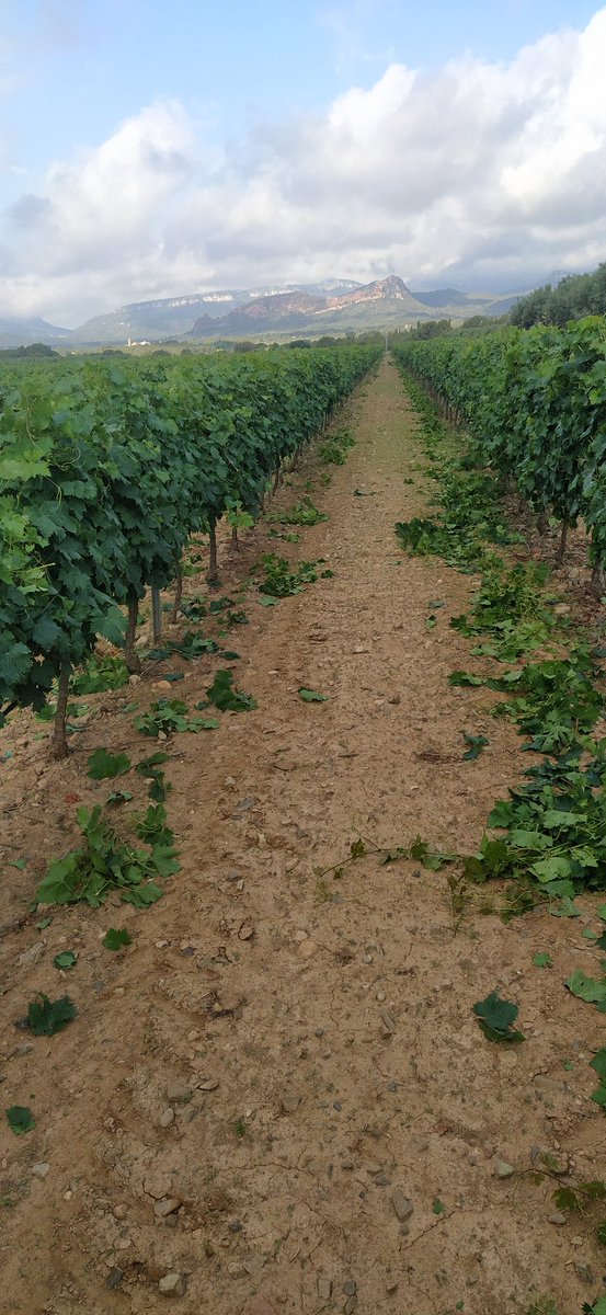 Francesc Baiges tweet media