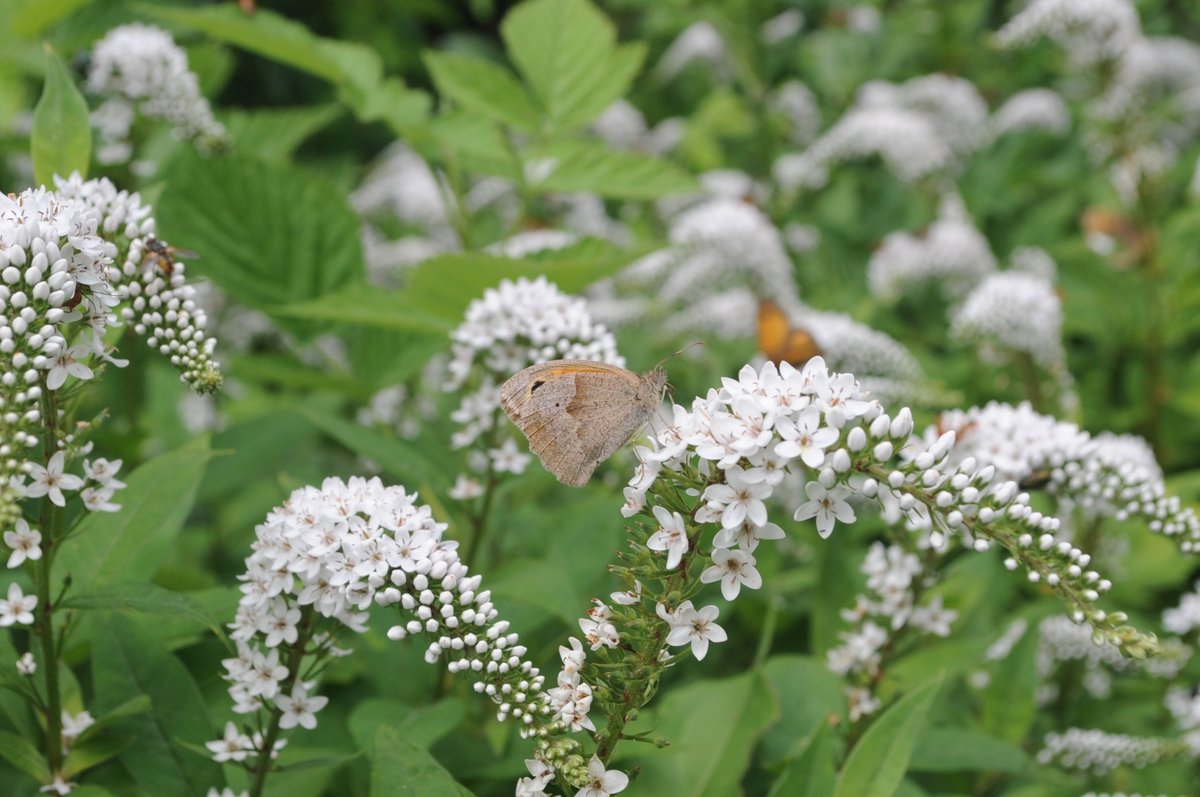Dave Goulson (@davegoulson) on Twitter photo Unusual plants for pollinators No. 2: Gooseneck loosestrife, Lysimachia clethroides - loved by butterflies! #R2BigBeeChallenge
<a href="/BBCRadio2/">BBC Radio 2</a>
#Gardening4Bumblebees Unusual plants for pollinators No. 2: Gooseneck loosestrife, Lysimachia clethroides - loved by butterflies! #R2BigBeeChallenge
<a href="/BBCRadio2/">BBC Radio 2</a>
#Gardening4Bumblebees