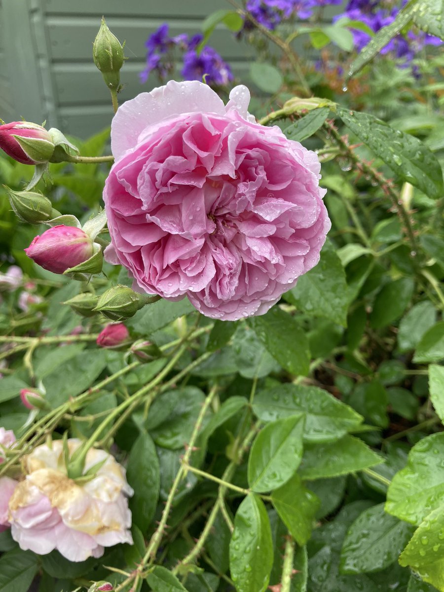 Harlow Carr looking radiant in the summer rain <a href="/DAustinRoses/">David Austin Roses</a> 💓