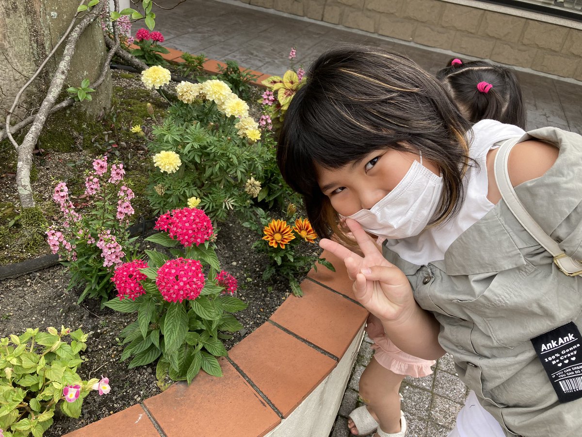 ペンタスの花 ペンタスの花