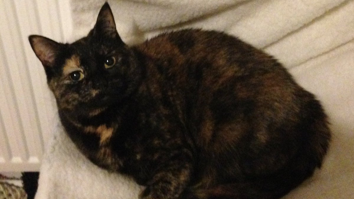 BubsandJacks's tweet photo. Bubbles 😺
#tortie #tortitude
#ISFMWorldFelineCongress2021 #felinelearning #complexcats https://t.co/JQiH9SqehX