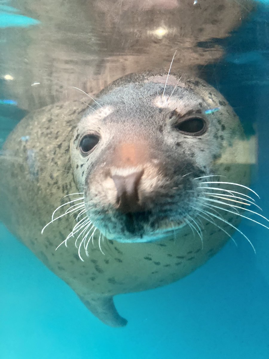 アザラシ アザラシ