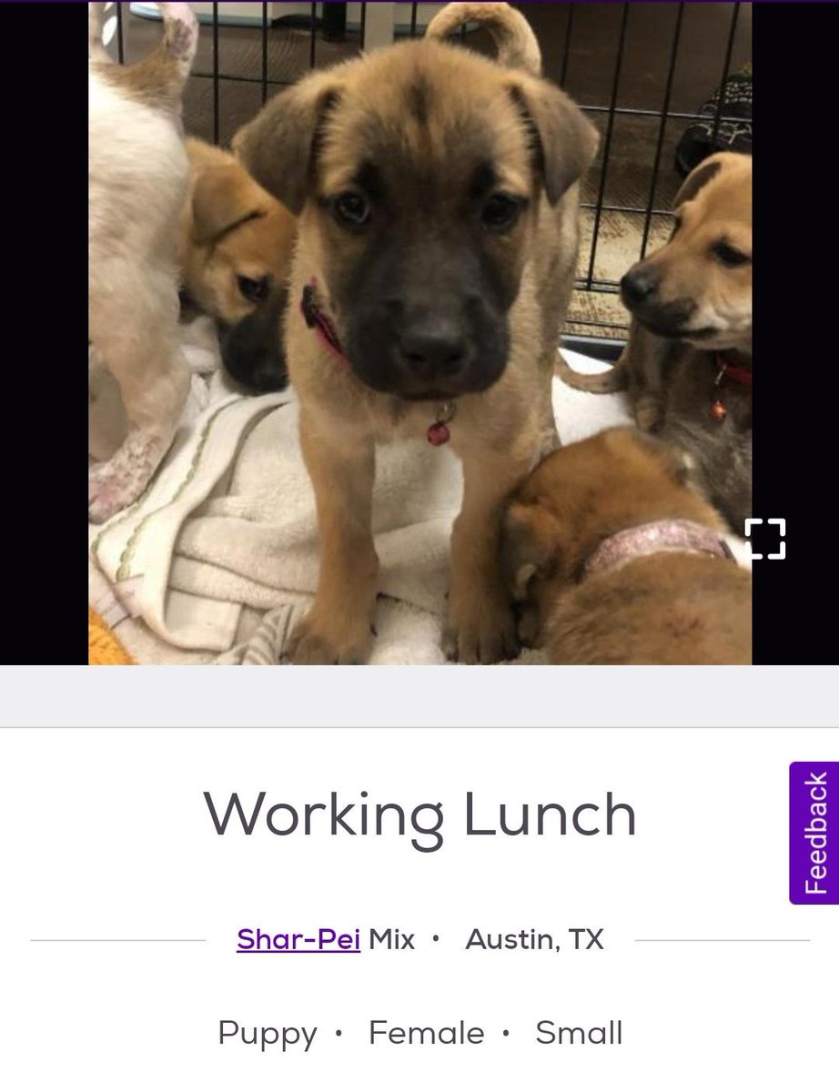 petfindernames's tweet image. 