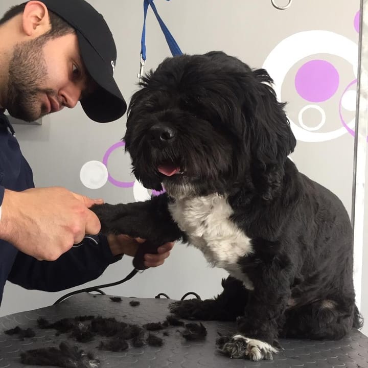 fluffystyle_'s tweet photo. Que guapo que estoy... Así me dejan en Fluffy Style #fluffystyle #quito #ecuador #peluqueriacanina #pets #perrosquito #dogsquito #dogslife #dogs #massage #ilovemydog https://t.co/8YXpxBPHJj