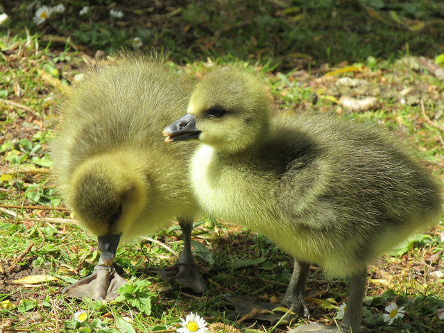 26  Jun 2021 - weekend waterfowl