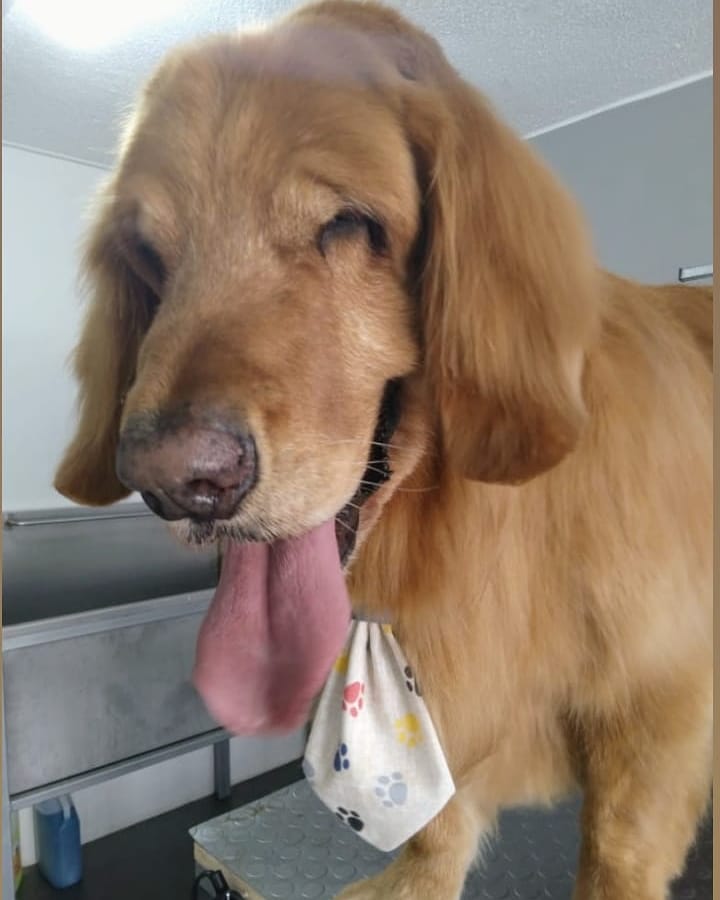 fluffystyle_'s tweet photo. Skyper hermoso y feliz luego de su día de Spa en #fluffystyle #quito #ecuador #peluqueriacanina #pets #perrosquito #dogsquito #dogslife #dogs #massage #ilovemydog #Golden #goldenquito #goldenretriever https://t.co/3ZKHV6mqVe