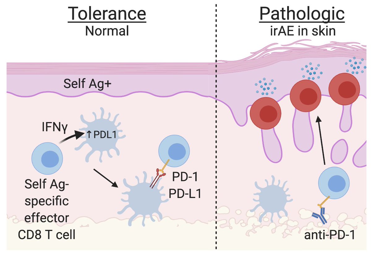 Excited to announce our BioRxiv preprint describing how PD-1 promotes peripheral tolerance for self-reactive effector CD8 T cells in skin. This work led by <a href="/martinadamo/">Martina Damo</a>. We think it explains (in part) how some cutaneous irAEs occur after PD-1 blockade. Tweetorial below 1/
