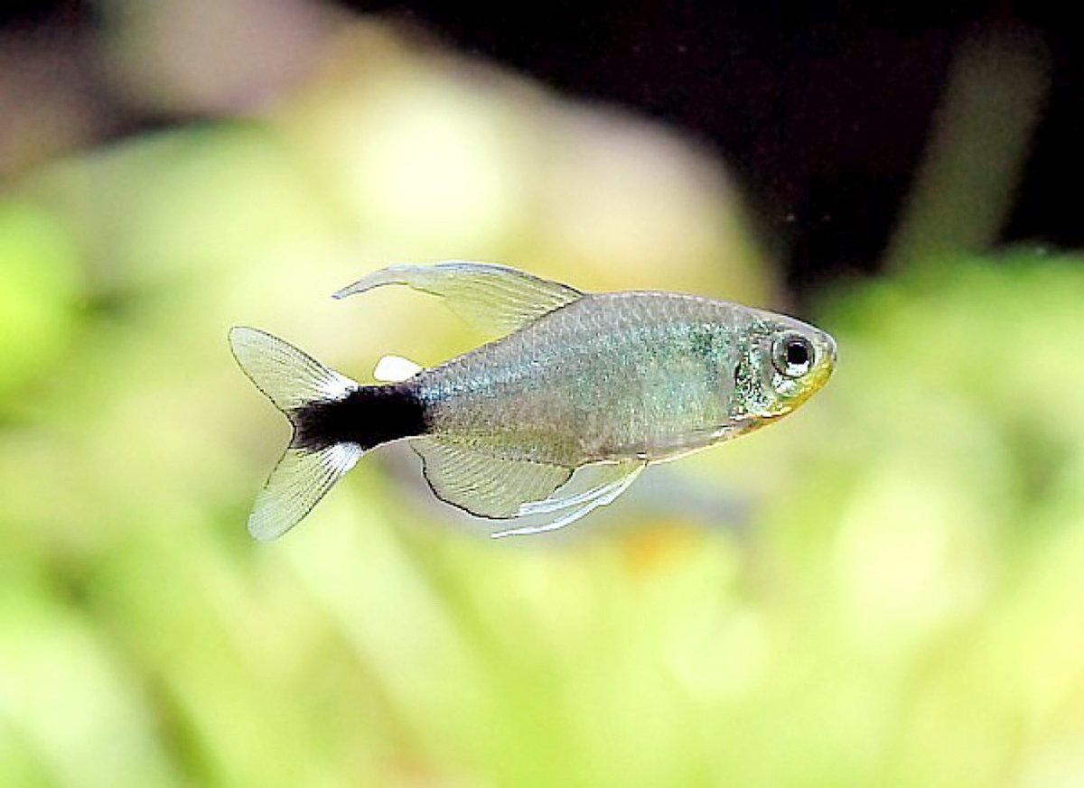 絆 All Japan Global テトラ オーロ プラチナタイプ カラシン科 小型のカラシンをテトラと言います