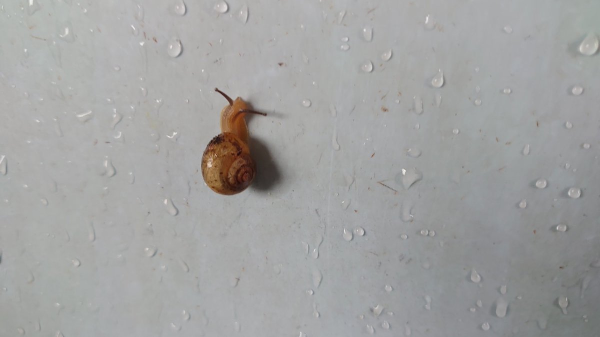 かたつむりは漢字で蝸牛