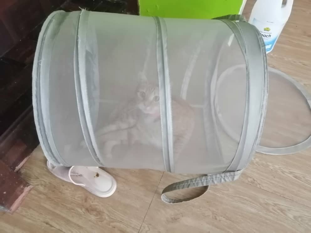 ladymissazira's tweet photo. Habis my laundry basket. #dramakucing https://t.co/fLd5Cq6Px8