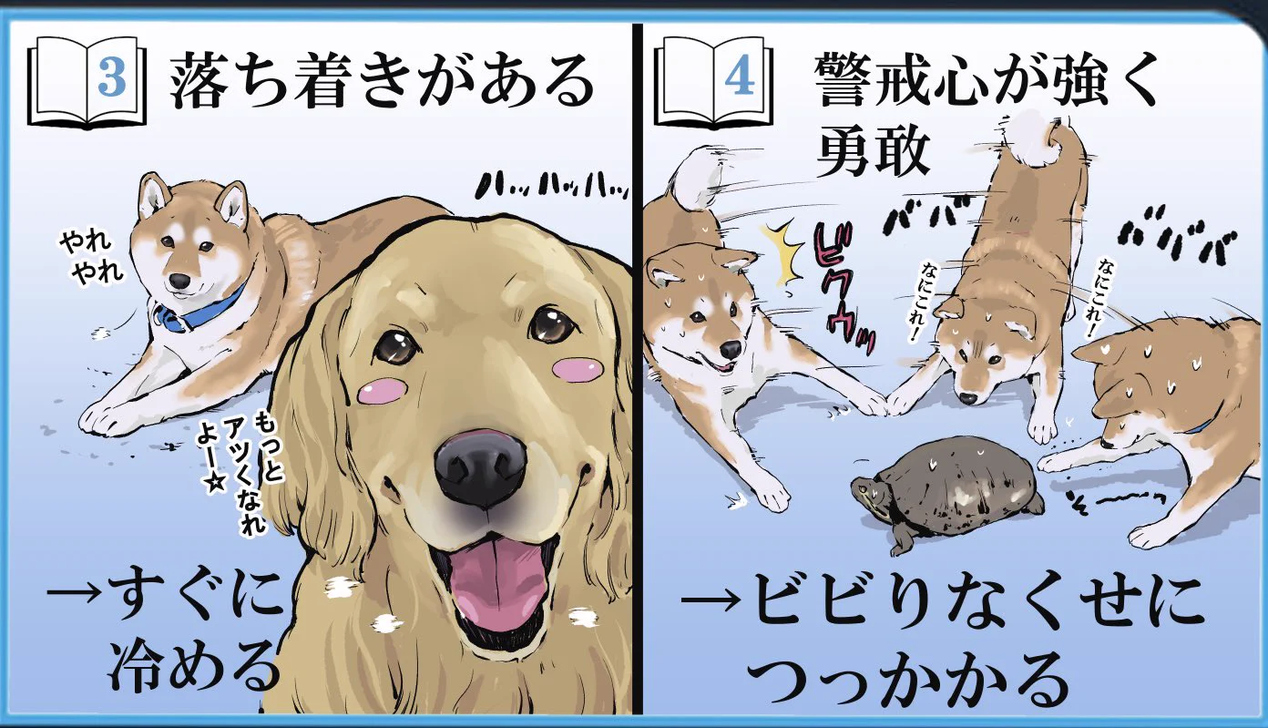 飼う前と後とで変わった認識！柴犬に関する投稿が話題に！