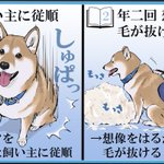 飼う前と後とで変わった認識!柴犬に関する投稿が話題に!