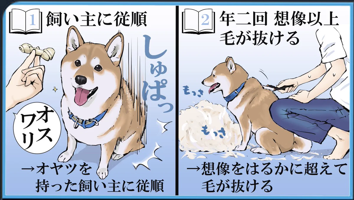 飼う前と後とで変わった認識！柴犬に関する投稿が話題に！