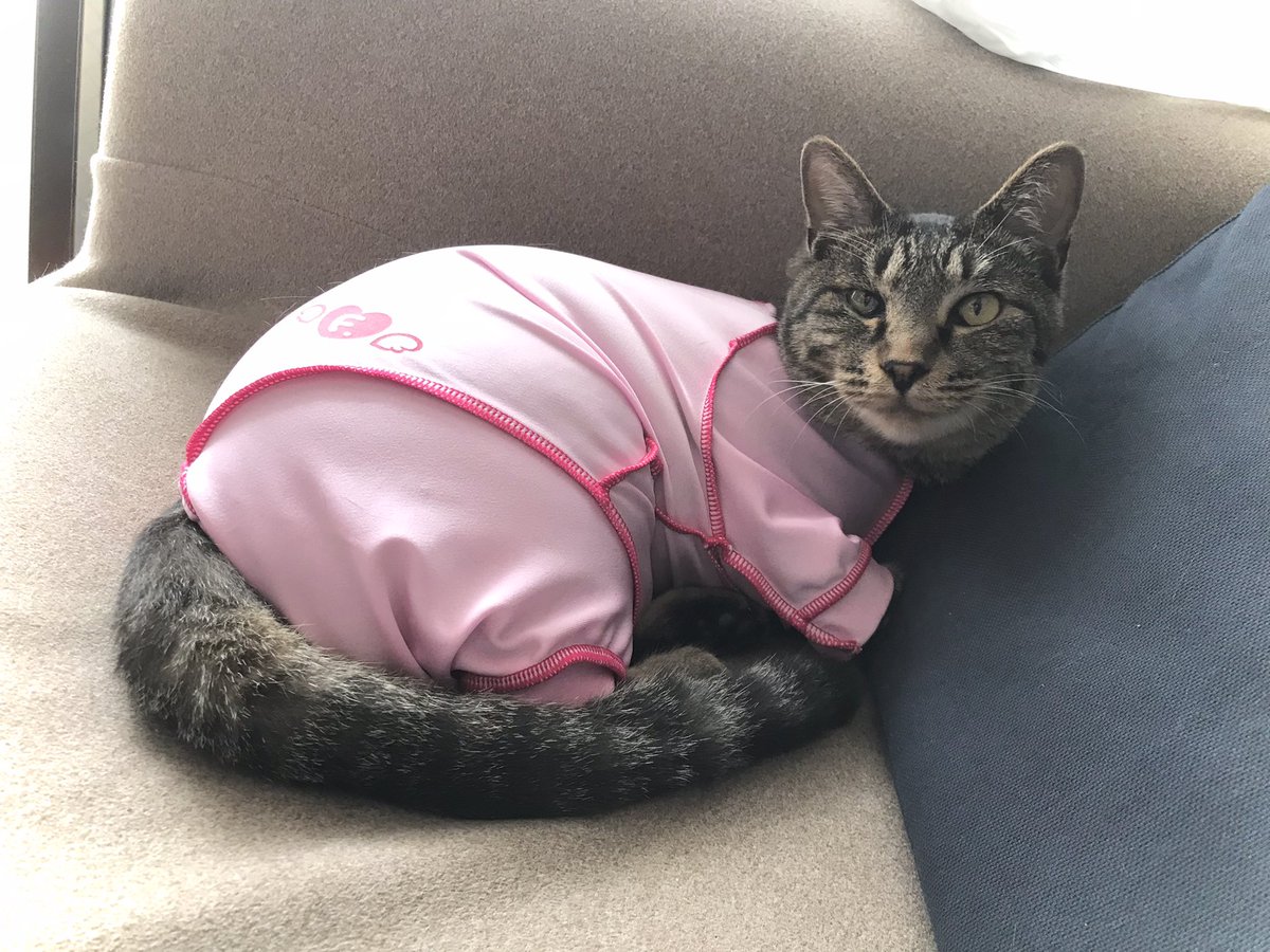 GIDEON20201112's tweet photo. 最終お届け午前の部・サスケのお届けが無事完了🐈✨
本日からしまお姉ちゃんのおうちでホームステイ開始です。
ウェルカムちゅ〜るもバッチリ平らげました🐟
仲良ししましま姉弟になれるかな…? https://t.co/vuZh2o8xJQ
