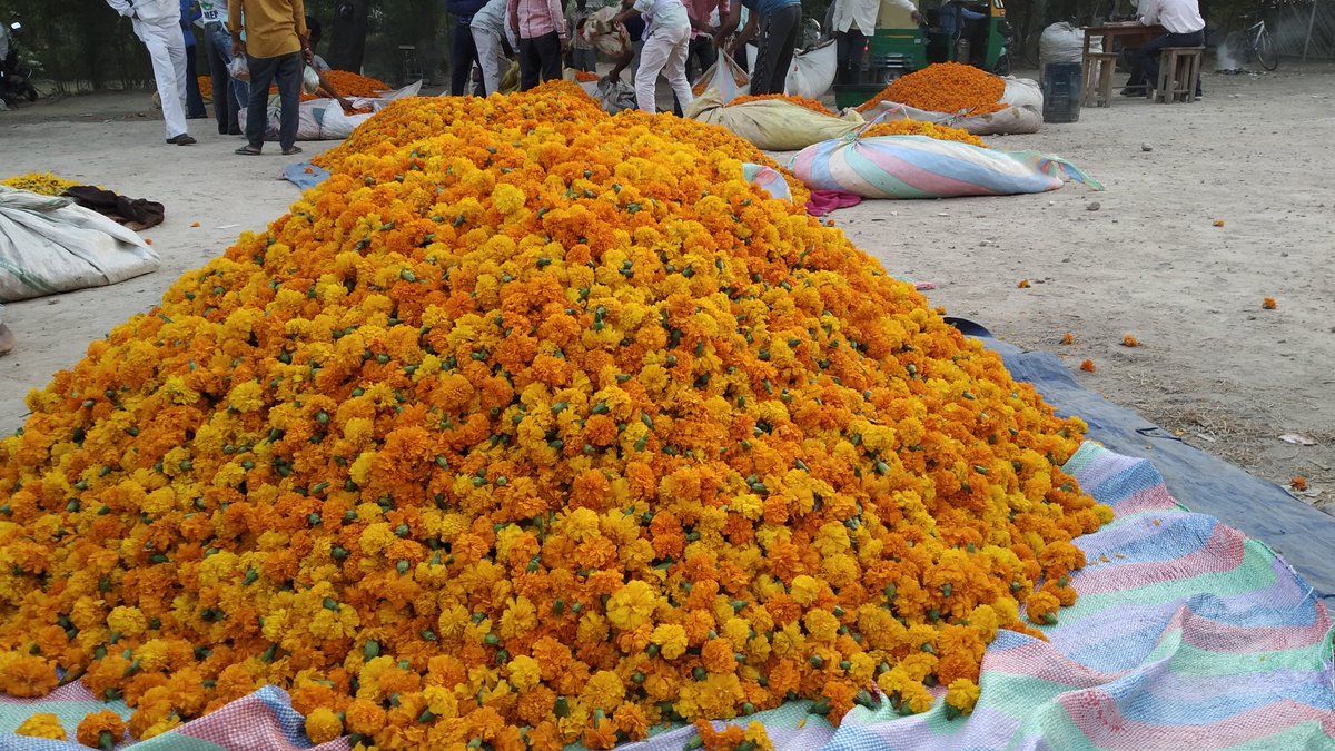 AgraAurhum's tweet photo. Some stories coming soon from Agra's flower market by agraaurhum, stay tuned. 
#storiesofpeopleofagra #indiaaurhum https://t.co/QASxpzNl4n