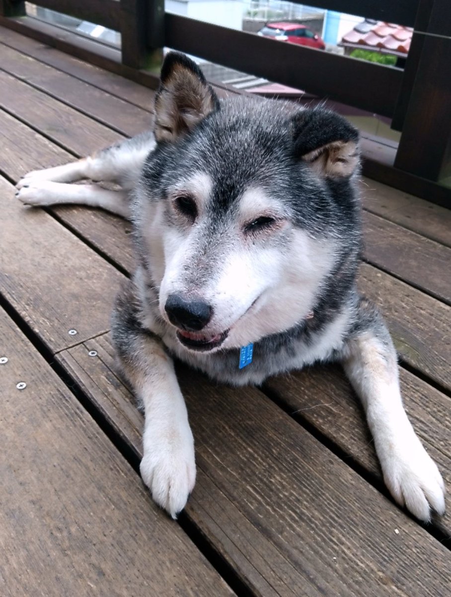 柴犬多頭飼い 柴犬多頭飼い
