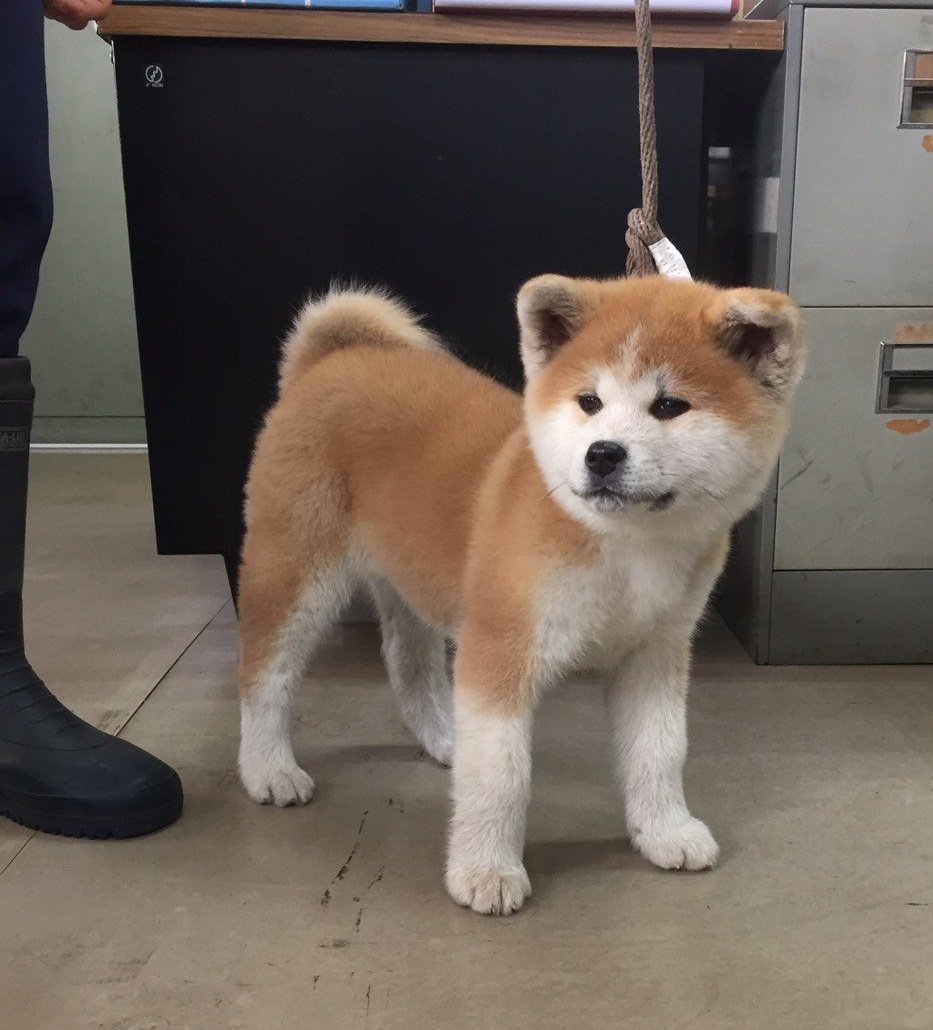 あきほ 秋田犬保存会 秋田犬会館 בטוויטר 生後2ヶ月の立ち込み あきほ 秋田犬保存会 秋田犬会館 בטוויטר 生後2ヶ月の立ち込み