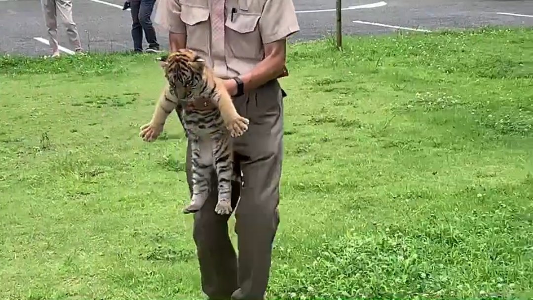 動画 トラの赤ちゃんを見てね コメ速