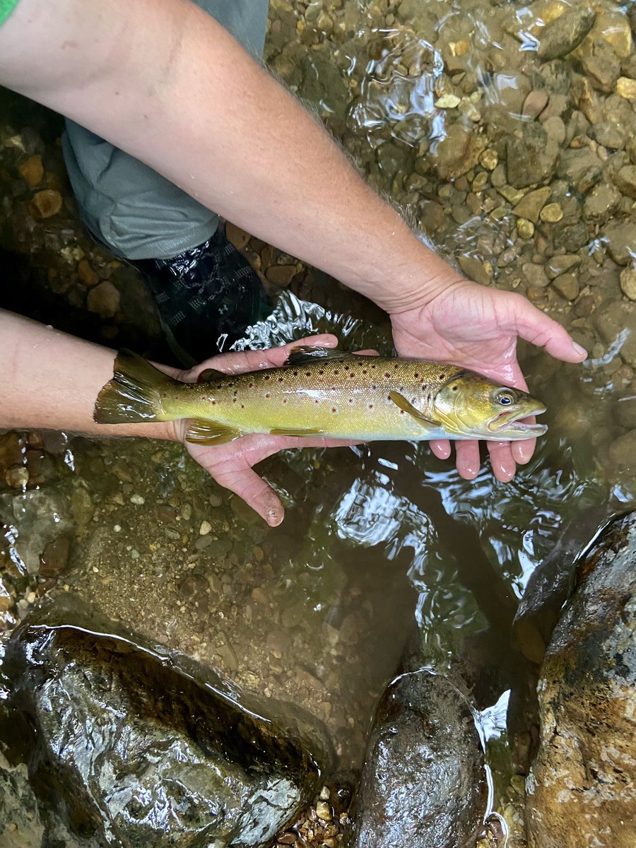 FeeldTrips's tweet photo. Brown Trout have been ferocious in #swva |  #trout #Troutfishing  #Virginia https://t.co/UgMtNjWIq4
