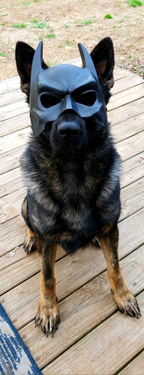 D_Kendrick633's tweet photo. I’m truly at a loss. Stark was so much more than a partner. I took so much pride in all of HIS success! I love that dog and he was taken way too soon. Stärke is German for strength and his strength is what gave us as a team success. Rest easy pup😔 https://t.co/wstySEWBOp