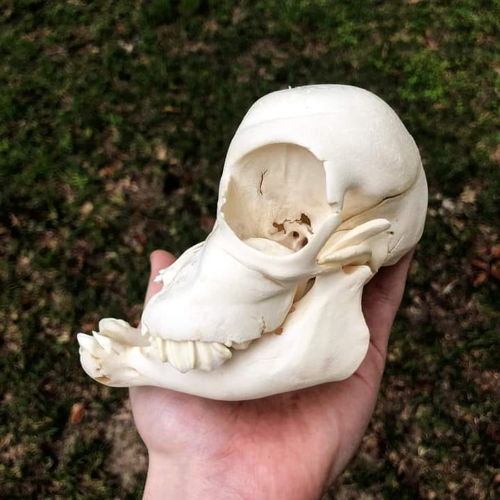 JemimaHarrison's tweet photo. L:  Bulldog syndrome in a calf. 
R: Bulldog syndrome... in a Bulldog

One is a tragedy. The other sells for £3k a throw and is the UK's national dog. https://t.co/FcqB5lEhsa