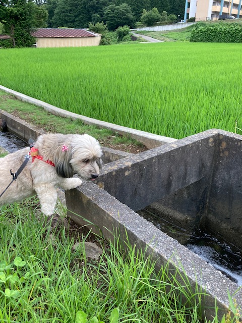 fufufyi's tweet photo. 愛犬ココロの気まぐれ散歩
早く梅雨が明けないかなー。今日は曇り空なので、水路の点検散歩に出掛けました。
#おうちで北杜 https://t.co/4H4Oh3IY3X