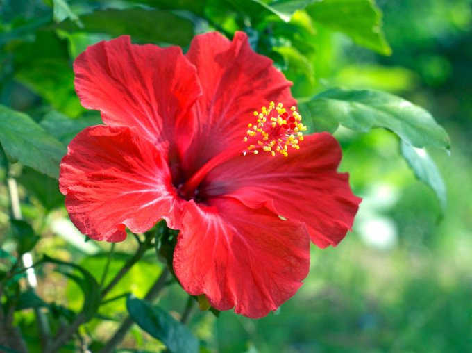 花言葉はのtwitterイラスト検索結果