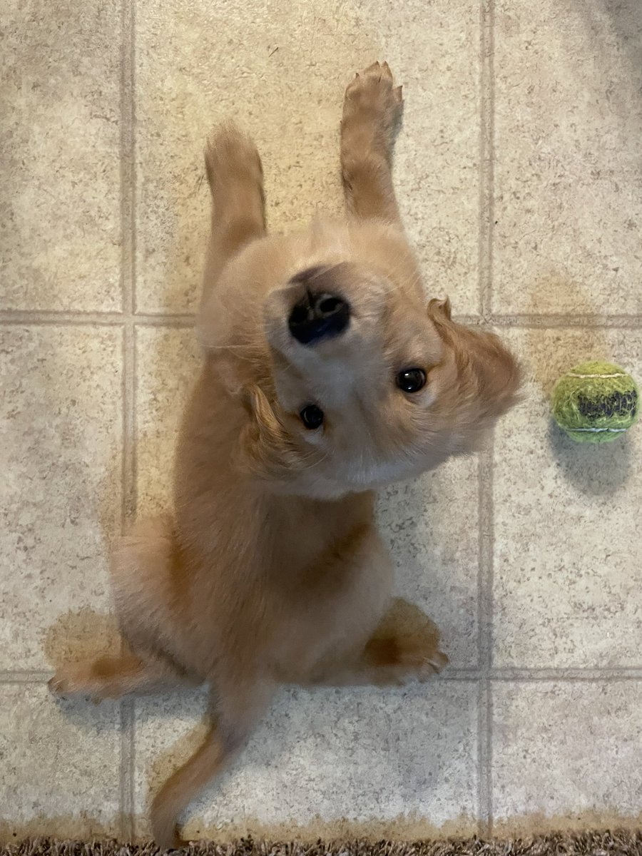 ShellyHuff20's tweet photo. Introducing Oliver!! ❤️
I’m one step closer to joining @TheGoldenRatio4 in having a million goldens 😏 https://t.co/L2xruX0u04