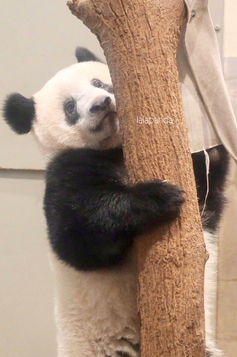 ともぱんだ Tomopanda Twitter