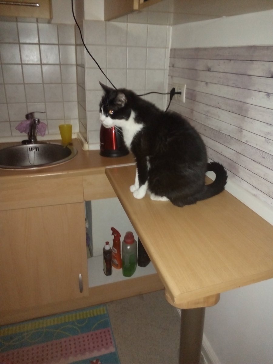 KatersWelt's tweet photo. 😾 nicht jetzt, Staff🙀 Missi und ich müssen ganz dringend die Tauben-Mafia observieren😼👀 das ist seeehhr wichtig☝️😼👀🐈🐾🐾🐾 #caturday #CatAgent #CIACatsInAction 🤷🙆😻👌 https://t.co/L9kC8y0E4a