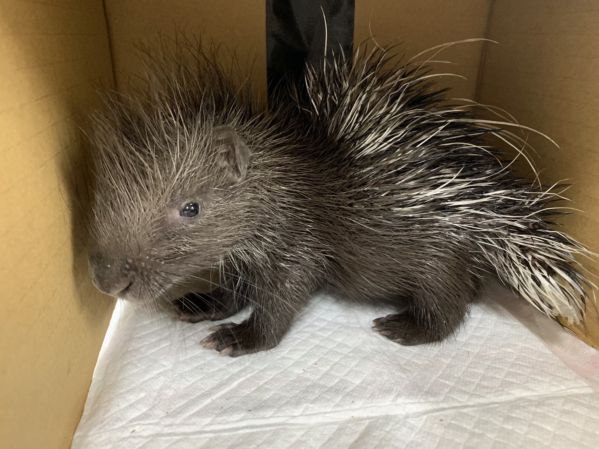 東武動物公園 公式 リュウくん 先日誕生したヤマアラシの赤ちゃん 実は3頭産まれたのですが 1頭上手く授乳出来ていなかった様で 人工哺育で育てることになりました またお母さん達と暮らせるくらい 元気に大きく成長出来るように全力サポート開始