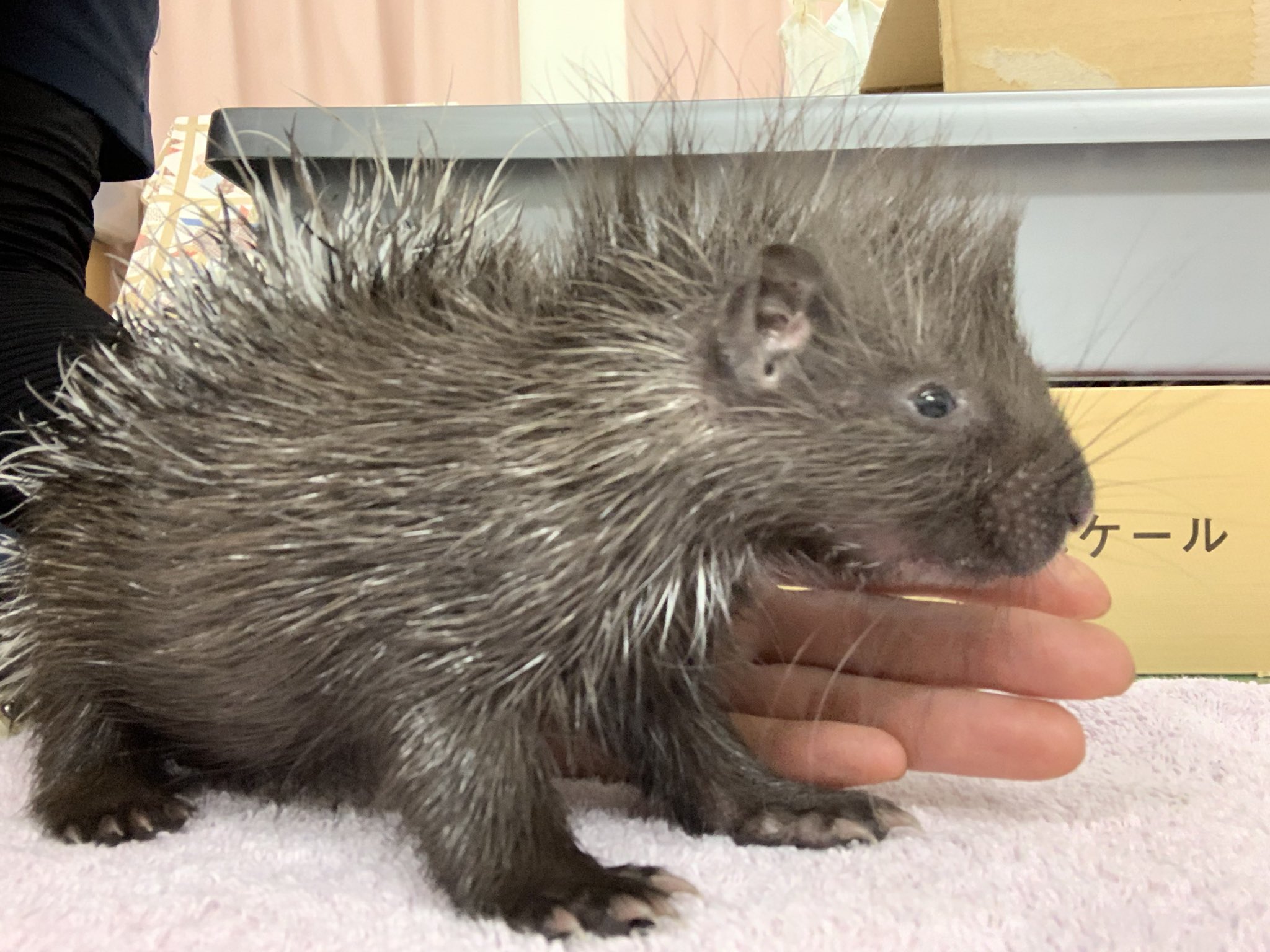 東武動物公園 公式 リュウくん 先日誕生したヤマアラシの赤ちゃん 実は3頭産まれたのですが 1頭上手く授乳出来ていなかった様で 人工哺育で育てることになりました またお母さん達と暮らせるくらい 元気に大きく成長出来るように全力サポート開始