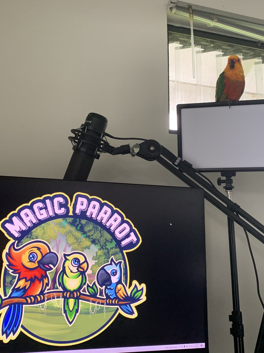 MagicParrot1's tweet image. Irie loves when mom is getting ready to stream!