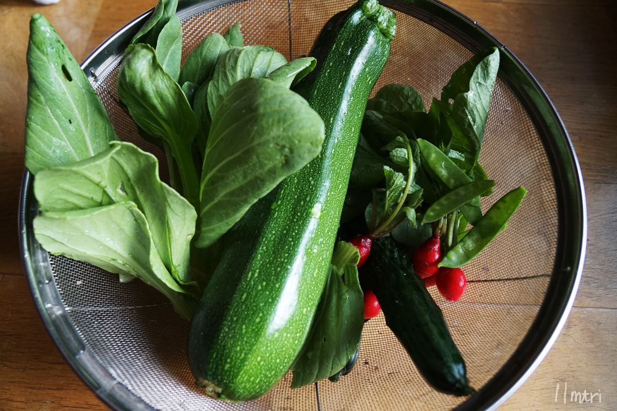11mtri 青虫が出没し 葉物野菜の虫食いが多い時期になってきたー モンシロチョウ飛んでると可愛いけど 卵産みに来てるんだよなぁ 対策はしてるみたい そういや雑草のスベリヒユが食べられると見かけ 食べてみました クセ無く割といける 11mtri 青虫が出没し 葉物野菜の虫食いが多い時期になってきたー モンシロチョウ飛んでると可愛いけど 卵産みに来てるんだよなぁ 対策はしてるみたい そういや雑草のスベリヒユが食べられると見かけ 食べてみました クセ無く割といける