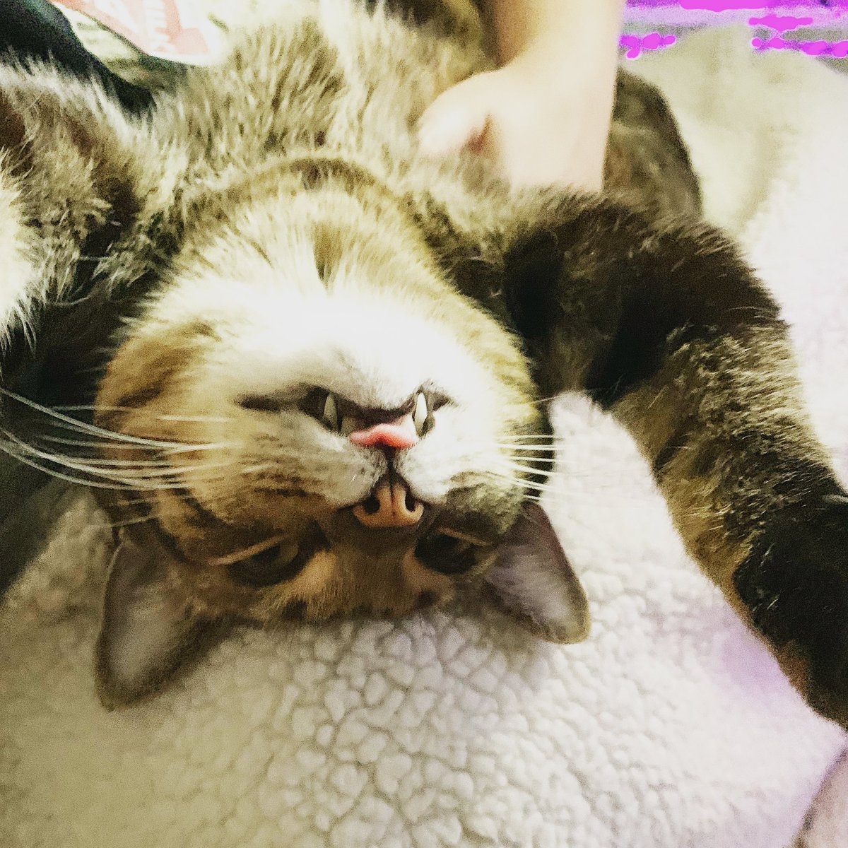 BalloonEatsGray's tweet photo. I think that my cat is broken… #CatsOfTwitter #Caturday #cats #NationalKittenDay https://t.co/bsIgZpFqcO
