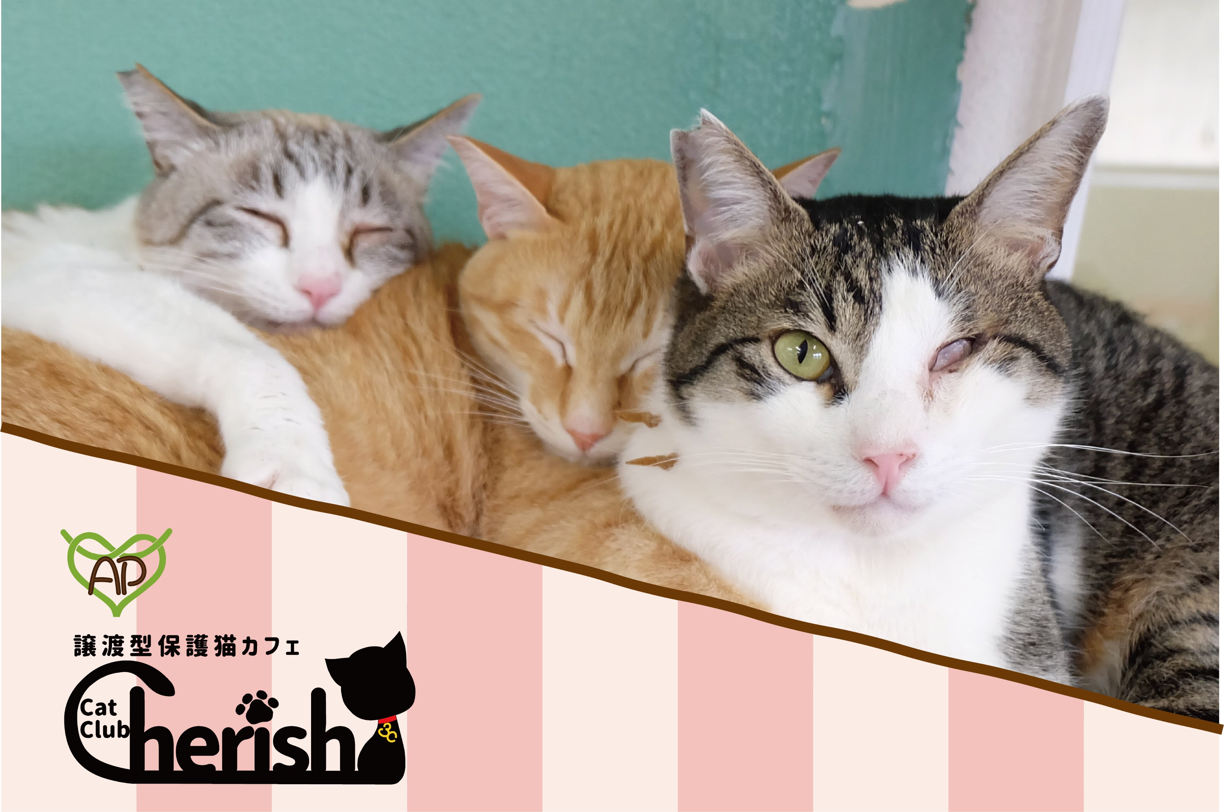 譲渡型保護猫カフェ Cat Club Cherish Catclub Cherish Twitter