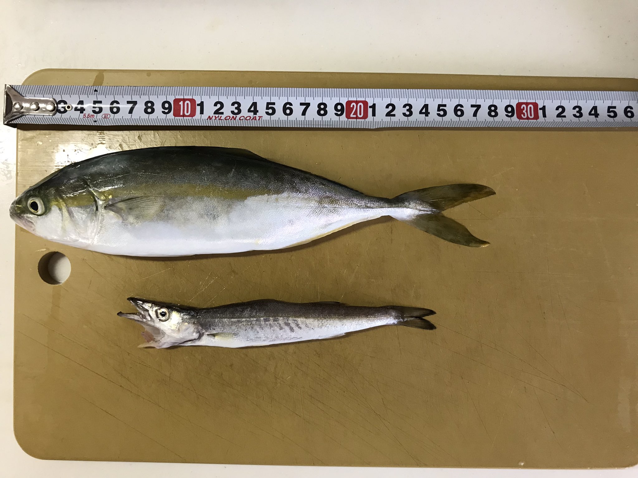 𝕣𝕒𝕦𝕟𝟘𝟟𝟘𝟟 今朝の朝活釣果 ワカシ1匹 カマス1匹 一投目でカマスゲットで幸先良いと思ったら全く釣れず 手前で静ジグヘッドzシステム ワームで遊んでたらガツン 楽しかった 朝活 自転車釣行 ワカシ 六畳一間の狼zシステム 湘南