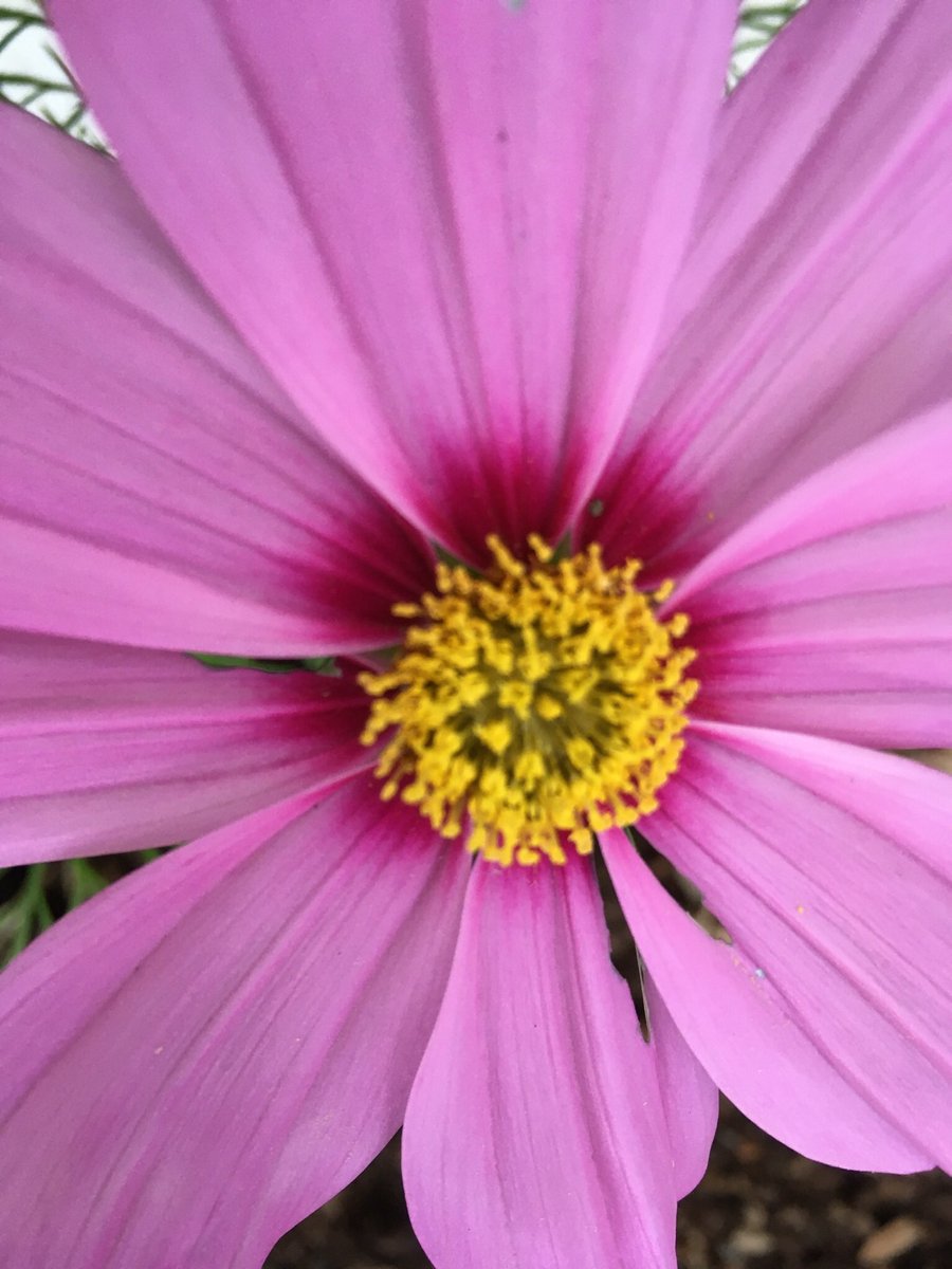 Anne Camozzi ©️ tweet media