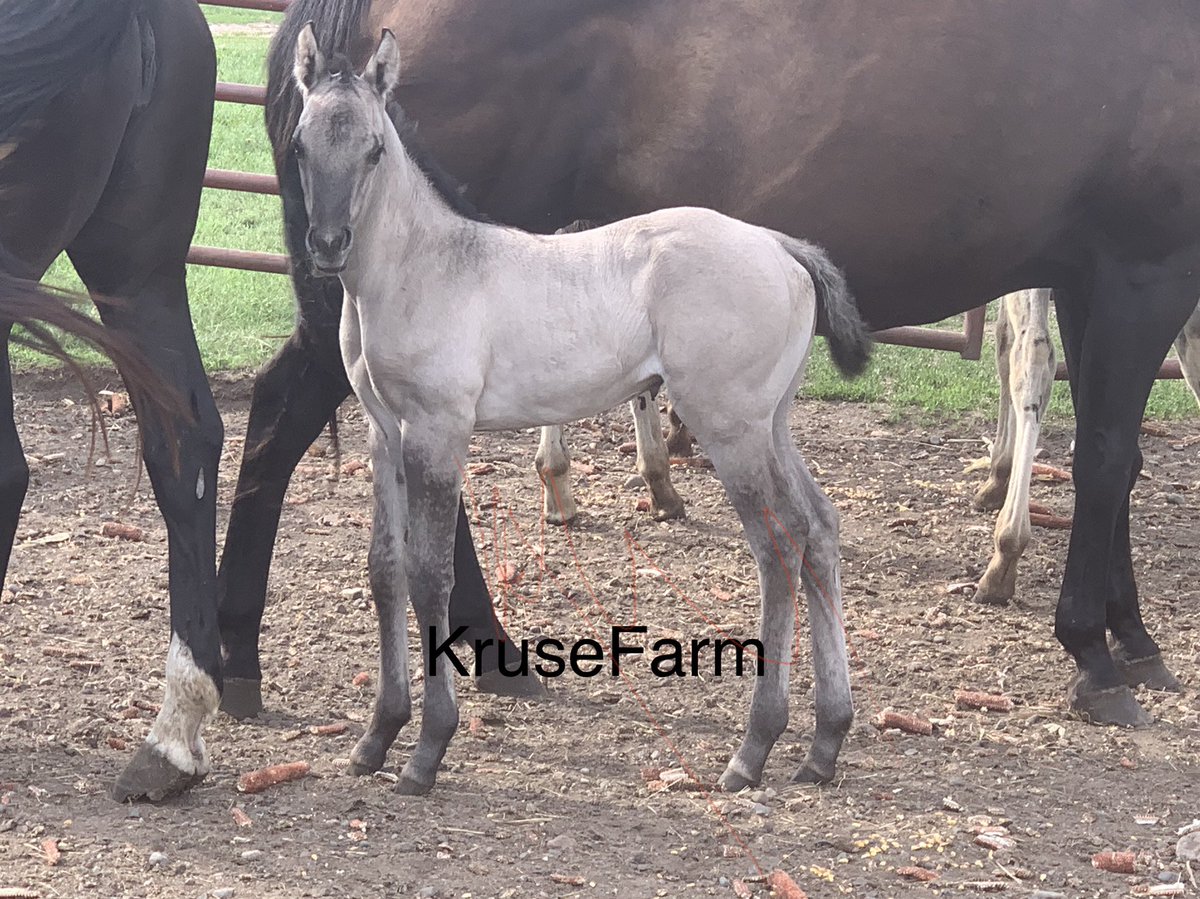 Meet Bonita. APHA grullo filly. <a href="/farm_kruse/">KruseFarm</a> <a href="/CircleGallop/">GallopCircle</a> <a href="/CircleEquine/">EquineCircle</a> <a href="/APHAnews/">American Paint Horse</a>