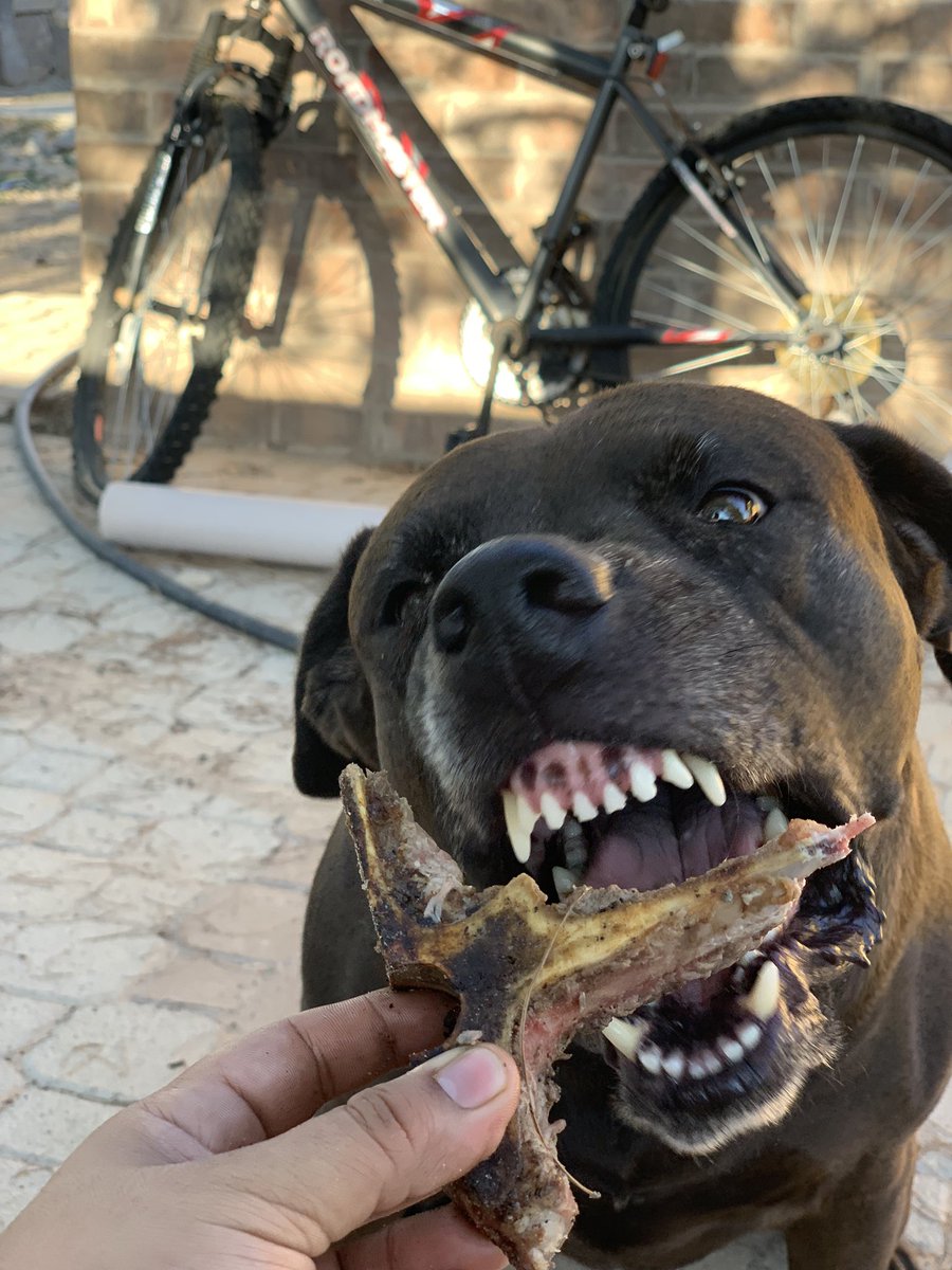 Ronset_'s tweet photo. Mi pedacito de carne 💜 https://t.co/0z5mEc8Xkk