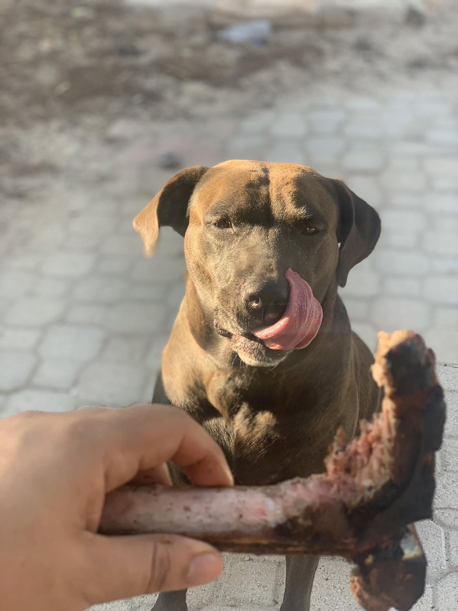 Ronset_'s tweet photo. Mi pedacito de carne 💜 https://t.co/0z5mEc8Xkk