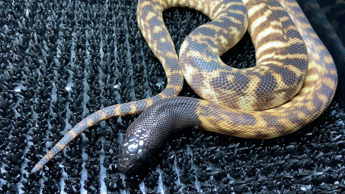 habaero946's tweet image. ズグロパイソン♂
#diamondpython 
#Inlandcarpetpython
#Ballpython
#Whitelippedpython
#bloodpython 
#AngolanPython
#greentreepython