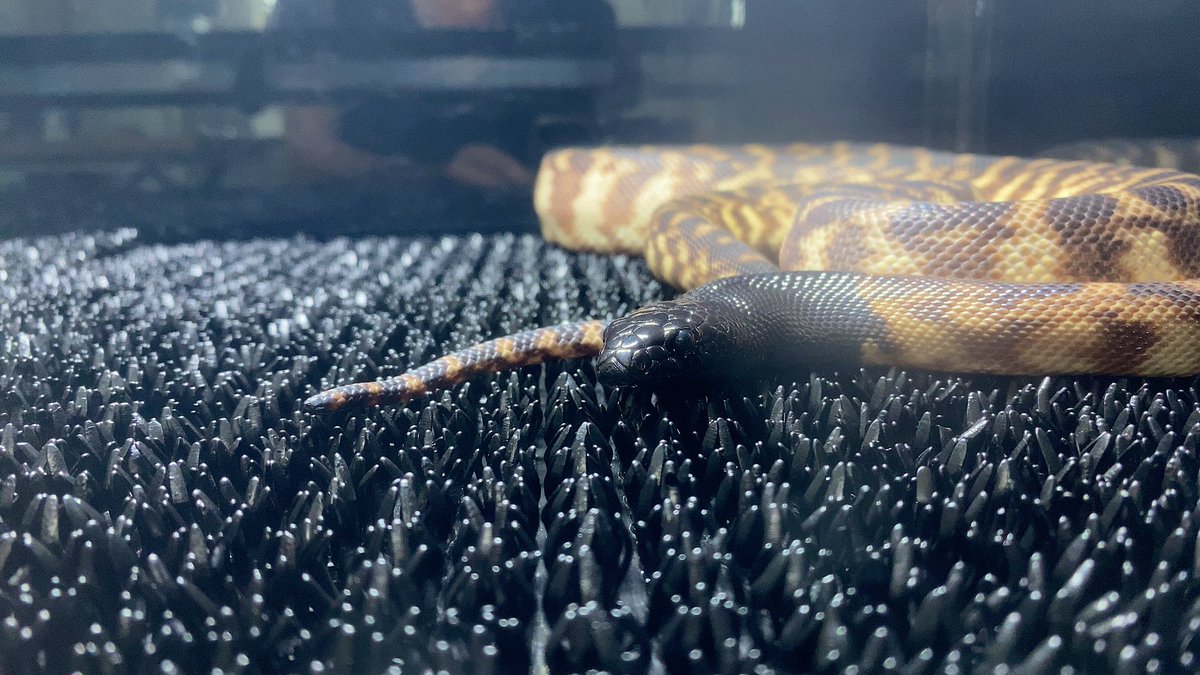 habaero946's tweet image. ズグロパイソン♂
#diamondpython 
#Inlandcarpetpython
#Ballpython
#Whitelippedpython
#bloodpython 
#AngolanPython
#greentreepython