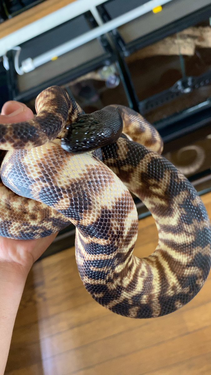 habaero946's tweet image. ズグロパイソン♂
#diamondpython 
#Inlandcarpetpython
#Ballpython
#Whitelippedpython
#bloodpython 
#AngolanPython
#greentreepython
