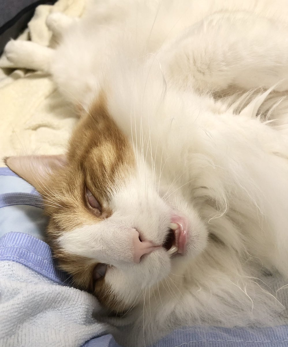 寝顔 Twitter Search