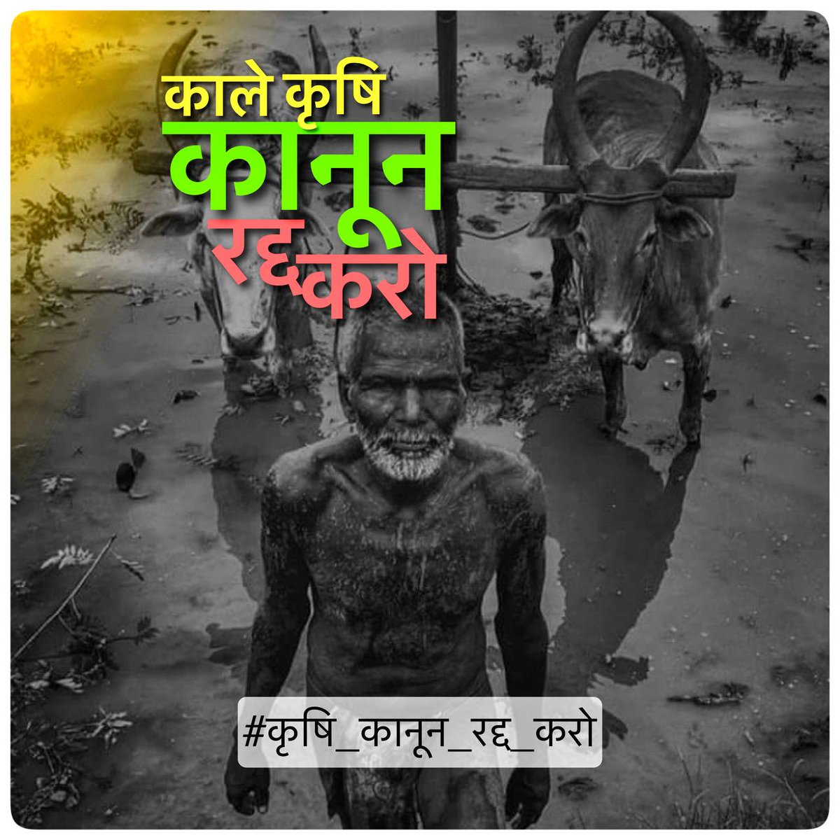 Mnprtsandhu34's tweet image. Today's hashtag is :- 

#कृषि_कानून_रद्द_करो

Tweet | Retweet | Share