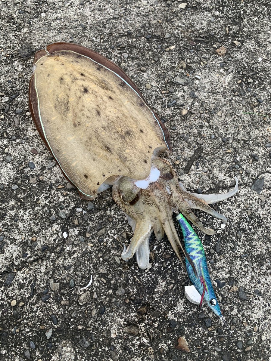 おいしいおいしいしんたまご 久々にエギング 朝マヅメ満潮1時間前 ラインに違和感がありアワせるとムズムズとした引き アオリイカ にしては弱いなと思っていると食べごろコウイカでした しかし嬉しい ありがとう エギング コウイカ エギ王